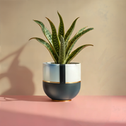 Twilight Dusk (Set of 3)
