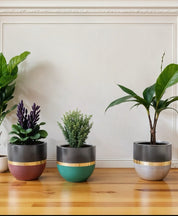Majestic Arc (Set of 5)
