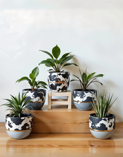 Monochrome Grace (Set of 5)